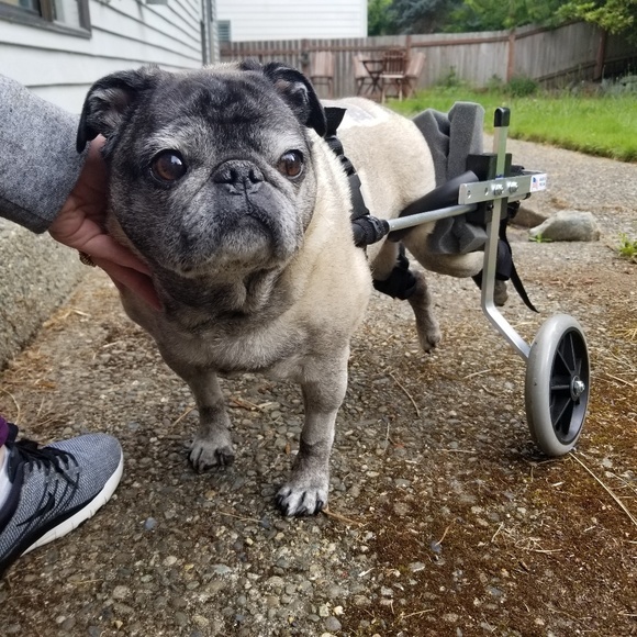 Meet your Posher, Danielle - Picture 3 of 3